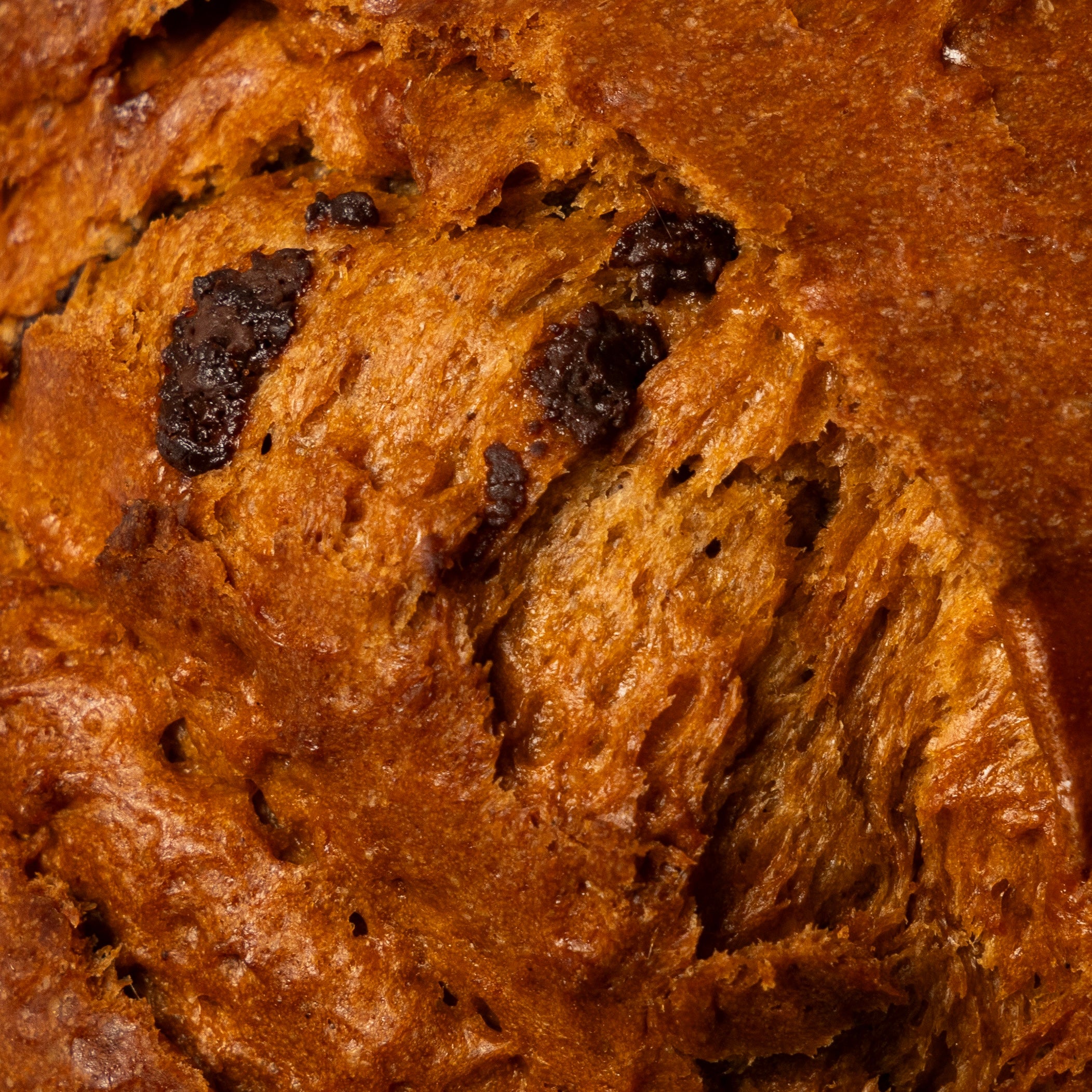Colomba cioccolato SG
